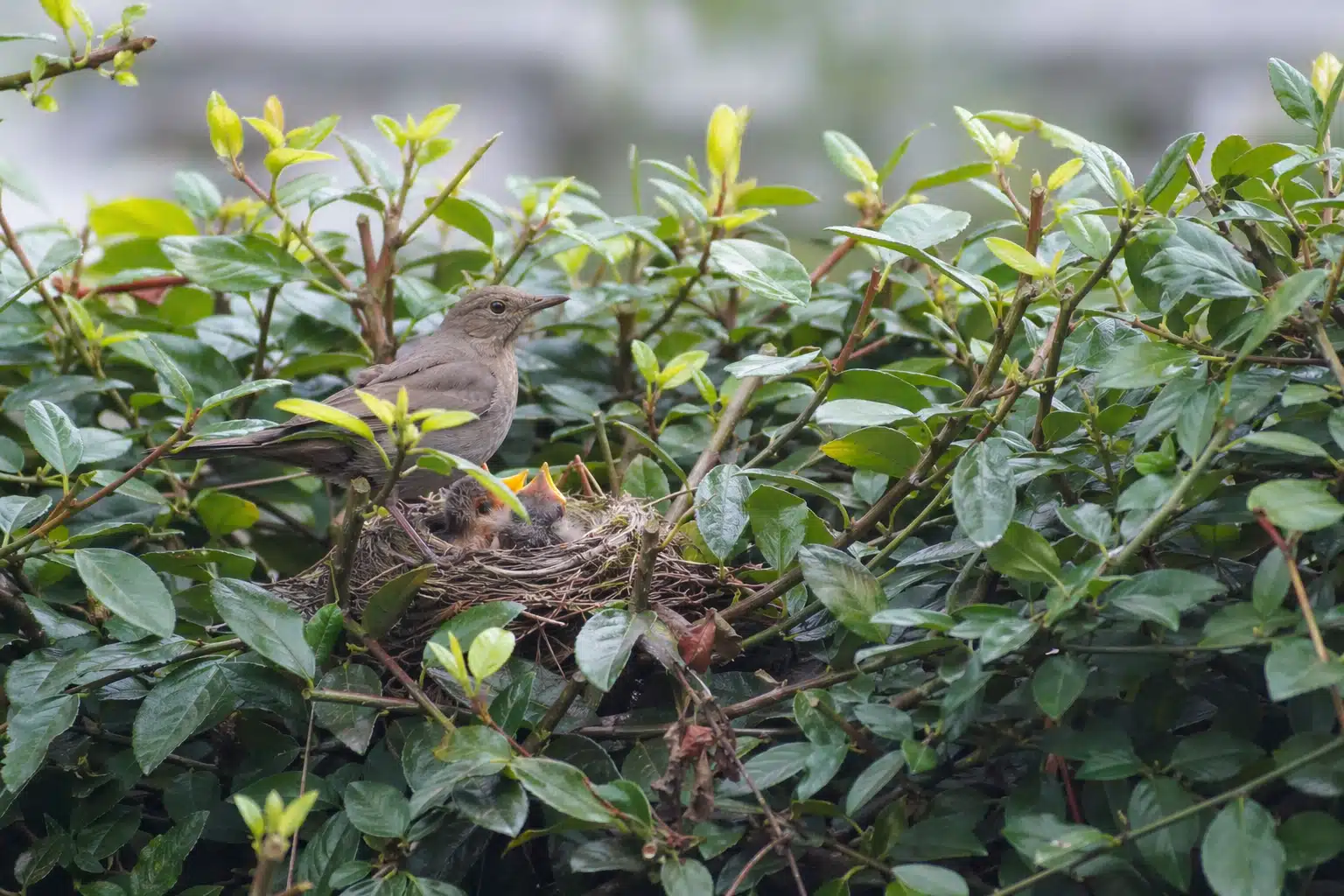 Oiseau adulte nourrissant des oisillons dans un nid
